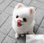 博美幼犬养护全攻略