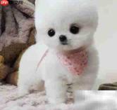 博美幼犬养护全攻略