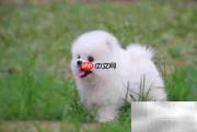 博美幼犬养护全攻略