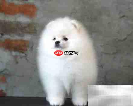 小体博美头顶真有天坑?
