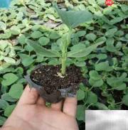 葫芦种植时间与方法