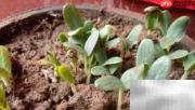 葫芦种植时间与方法