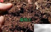 种大葫芦的秘诀