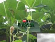 种大葫芦的秘诀