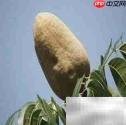 糖尿病饮食禁忌全解析