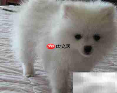 博美晚上爱叫？教你几招轻松解决
