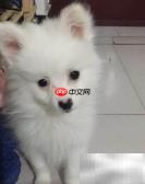 博美晚上爱叫？教你几招轻松解决