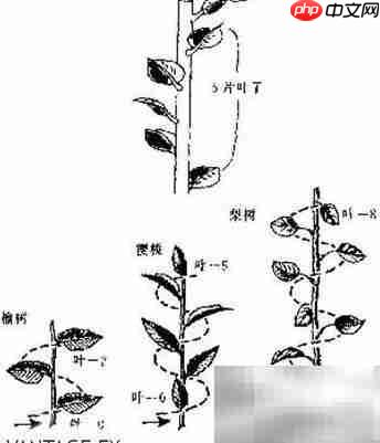 斐波那契:自然中的数字之美