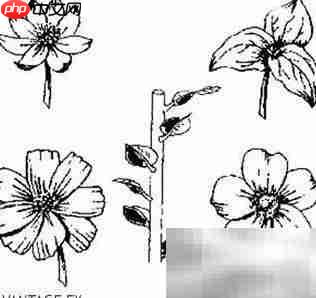 斐波那契:自然中的数字之美