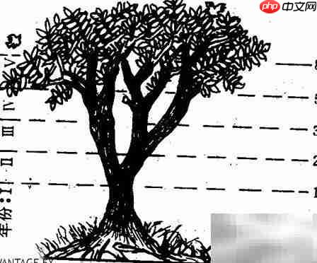 斐波那契:自然中的数字之美