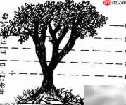 斐波那契：自然中的数字之美