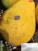 精品芒果挑选指南