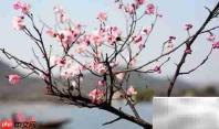 湘湖梅花观赏地点指南