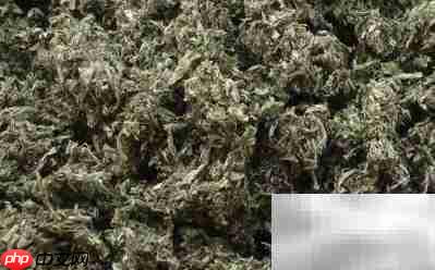 辨别好艾条:陈艾与新艾区别