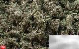 辨别好艾条：陈艾与新艾区别
