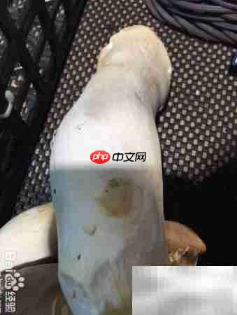 精品杏鲍菇挑选技巧