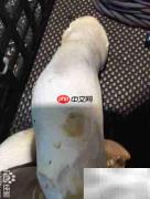 精品杏鲍菇挑选技巧