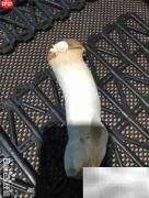 精品杏鲍菇挑选技巧
