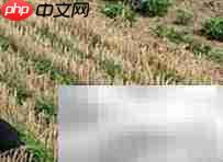 七彩花生种植技巧