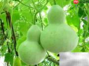 生葫芦变干葫芦制作法