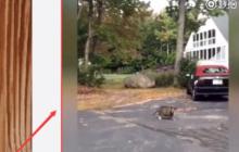 谷歌浏览器（Google Chrome）下载网页视频的图文操作内容