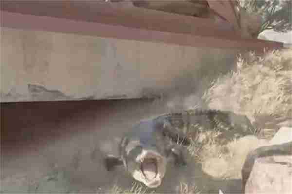 三角洲行动鳄鱼有什么作用 鳄鱼作用介绍