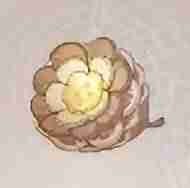 无限暖暖纽扣松果如何采集 无限暖暖纽扣松果作用以及采集地点介绍