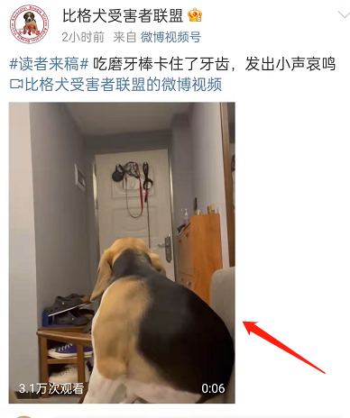 微博看视频怎么后台播放 微博设置视频后台播放教程一览