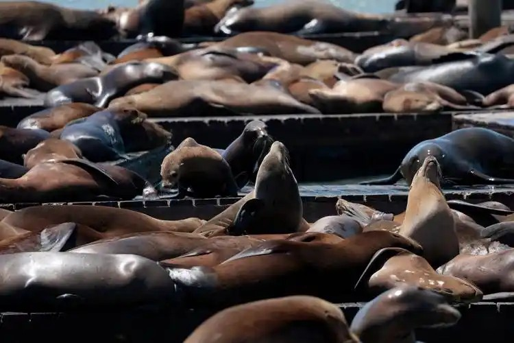 支付宝神奇海洋2月3日答案2025 以下哪种海洋动物是大嗓门喜欢成群结队行动