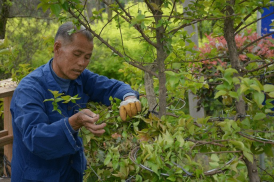 蚂蚁新村正确答案2月3日2025 以下哪种职业被称为植物雕塑家