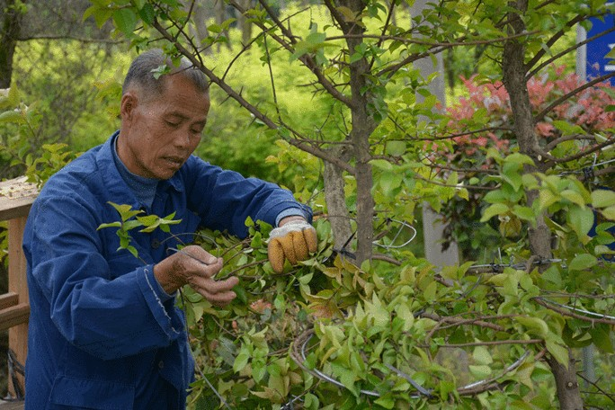蚂蚁新村正确答案2月3日2025 以下哪种职业被称为植物雕塑家