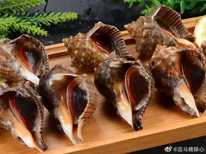 神奇海洋2月5日答案最新2025 红里子是以下哪种海洋生物的俗称