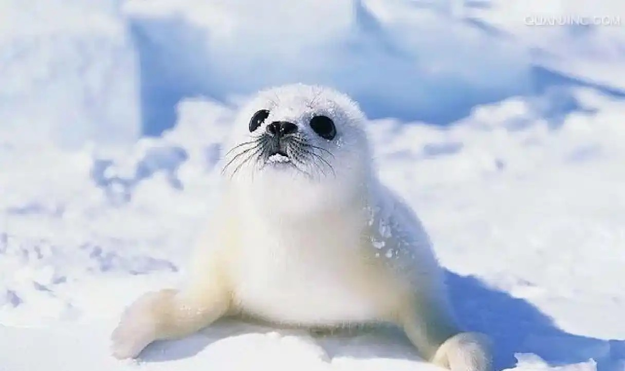 神奇海洋2月6日答案最新2025 竖琴海豹之所以得名是因为