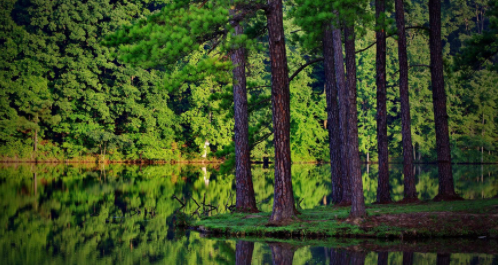 forest怎么删除标签 forest清理标签步骤分享