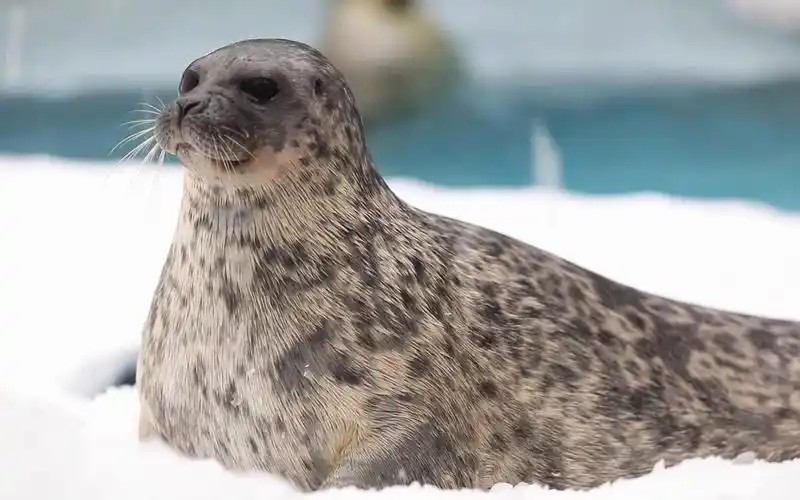 环斑海豹和环海豹是同一种海豹吗 神奇海洋2月8日答案最新2025