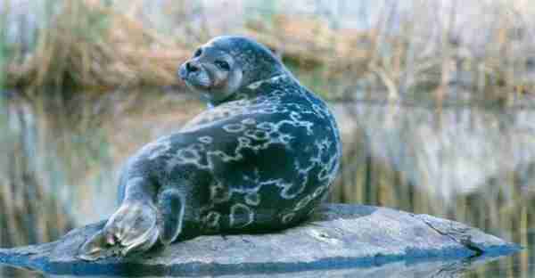 神奇海洋2月8日今日答案2025