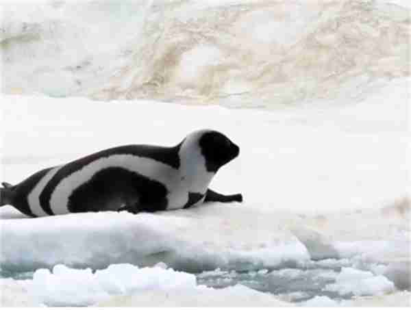 神奇海洋2月8日今日答案2025