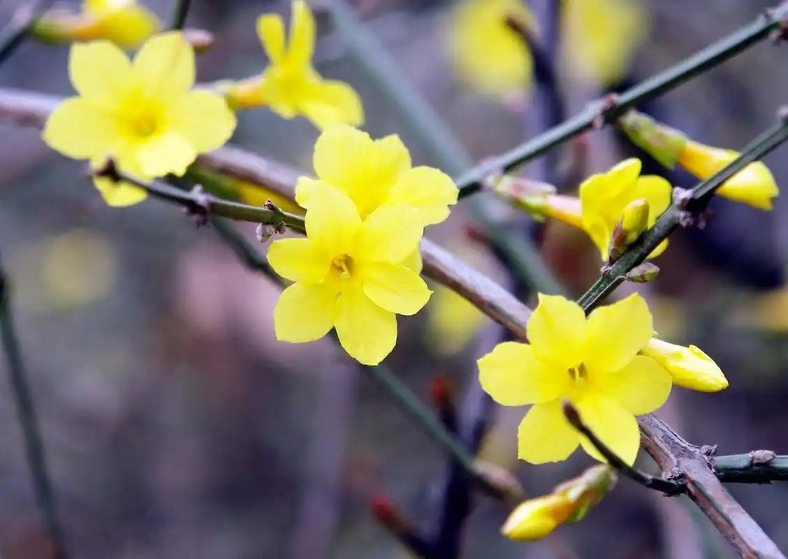 小鸡庄园2月14日答案最新2025 蚂蚁庄园每日答题答案最新