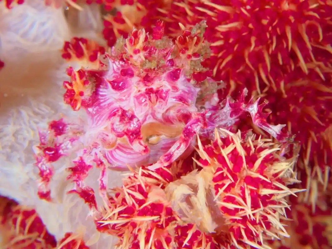 神奇海洋2月13日答案最新2025 糖果蟹之所以得名是因为