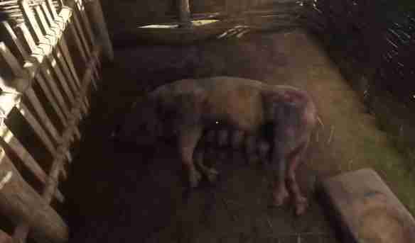 天国拯救2禁果任务怎么做 天国拯救2禁果任务流程详细图文版