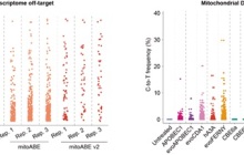魏文胜团队发布新一代线粒体碱基编辑器助力建立疾病动物模型