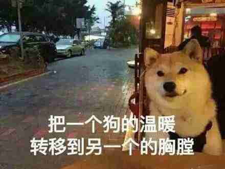 情人节单身狗表情包