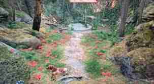 天国拯救2：颠茄与荨麻在哪里采集-天国拯救2中颠茄和荨麻的最佳采集点