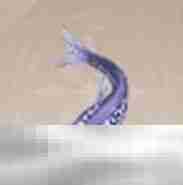 无限暖暖插梳鱼钓鱼位置分享 插梳鱼获取方法