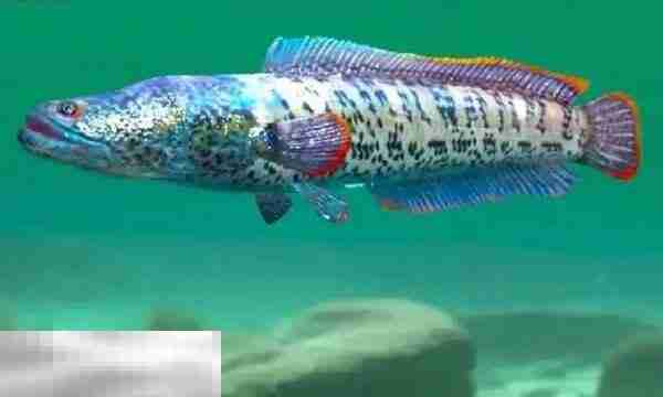 欢乐钓鱼大师礼包码在哪里兑换 兑换入口位置一览