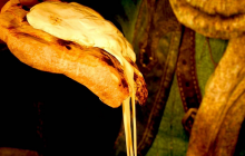 怪物猎人：荒野引发美食热潮：游戏内外的美味奇遇