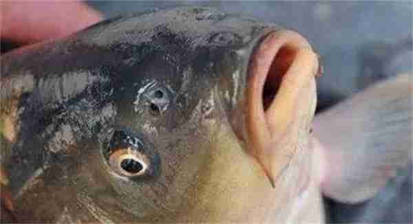 支付宝神奇海洋鱼有鼻子吗