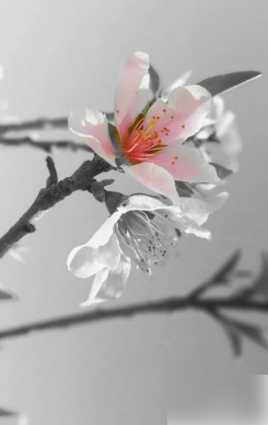 snapseed怎么只留一种颜色 snapseed局部色彩保留方法