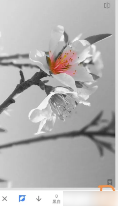 snapseed怎么只留一种颜色 snapseed局部色彩保留方法