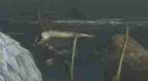 怪物猎人荒野大王旗鱼的鳍怎么获取-怪物猎人荒野大王旗鱼的鳍有什么作用